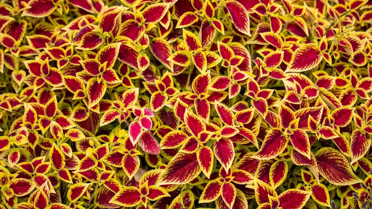 coleus scutellarioides rosa com as pontas amarelas