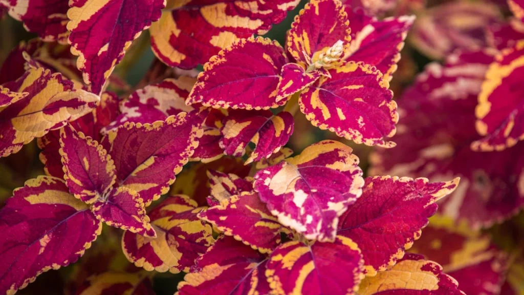 coleus scutellarioides rosa e amarelo