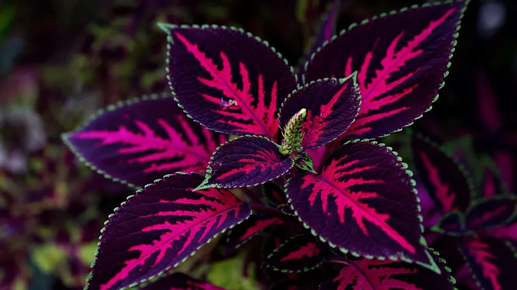 coleus scutellarioides rosa e roxa com as pontas verdes