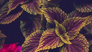 coleus scutellarioides roxa com as bordas verdes