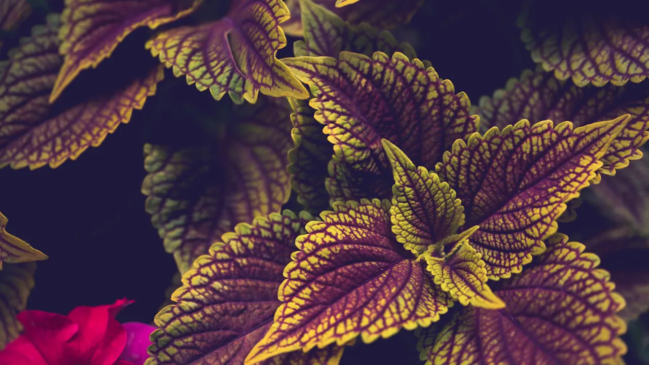 coleus scutellarioides roxa com as bordas verdes