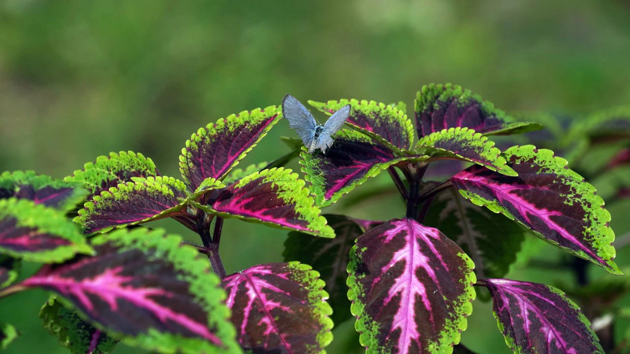 coleus scutellarioides roxa e verde