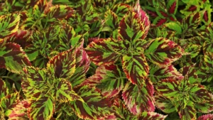 coleus scutellarioides verde com roxo