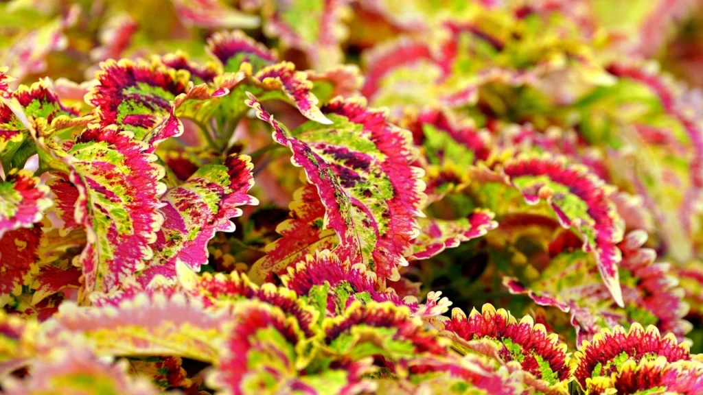coleus scutellarioides verde e rosa