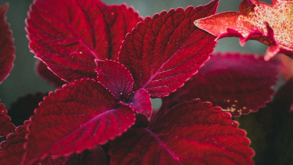 coleus scutellarioides vermelha