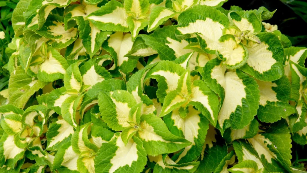 coleus verde e amarelo