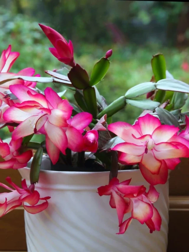 Qual é o Melhor Vaso Para Flor de Maio? Compare e Escolha o Ideal