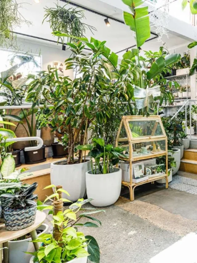 6 Plantas Incríveis que Renovam o Ar e Decoram Ambientes Internos