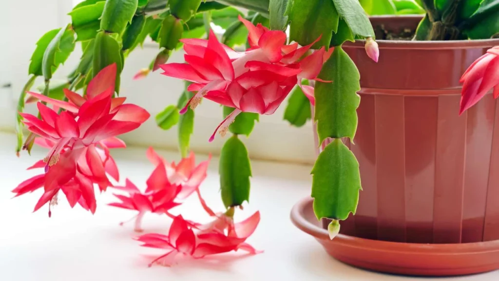 flor Flor-de-maio branca com a borda vermelha