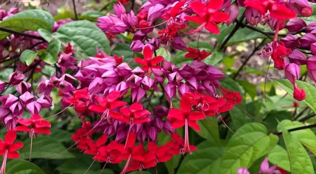 flor Lágrima-de-Cristo rosa