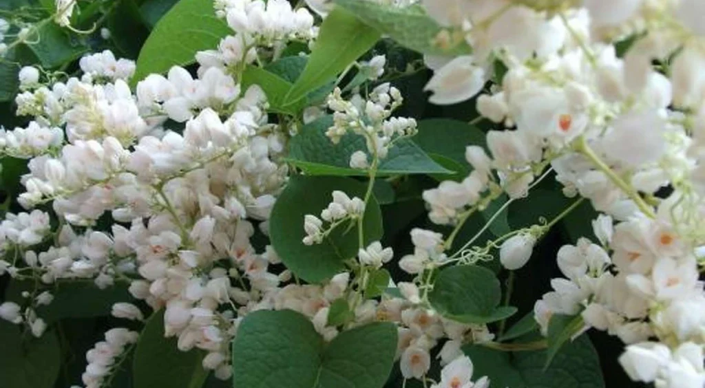 flor amor agarradinho branco