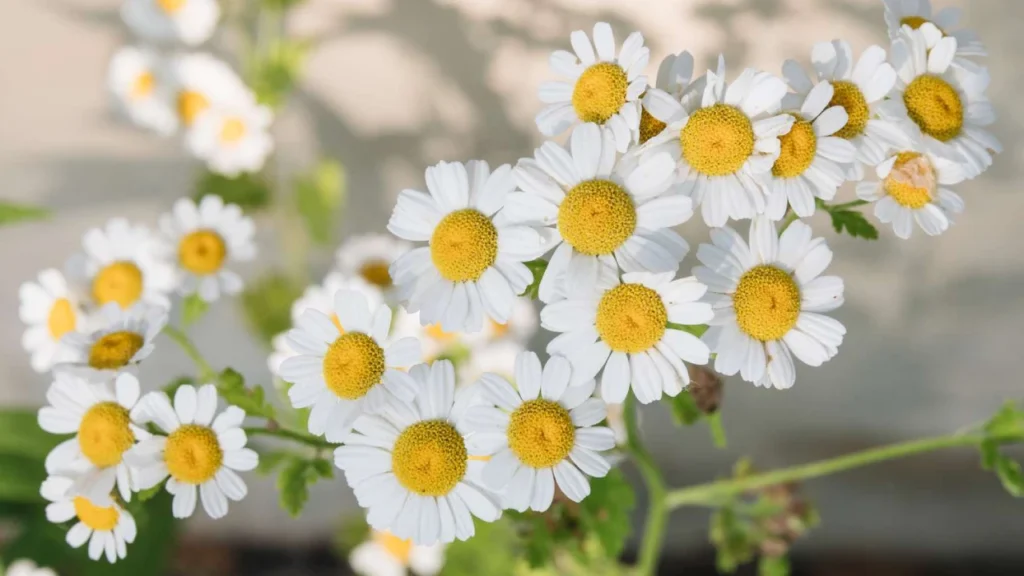 flor de Camomila