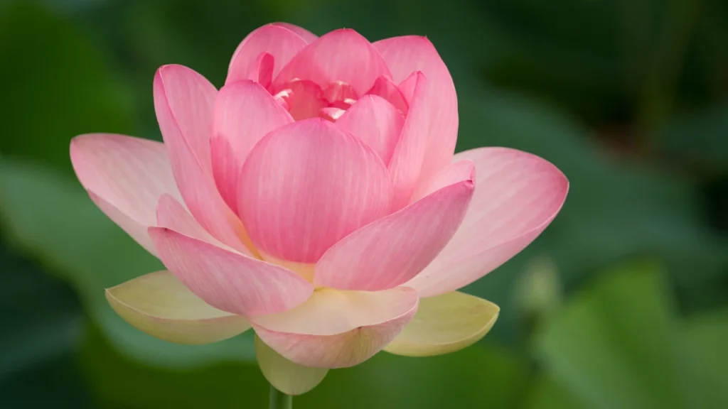 flor-de-lótus