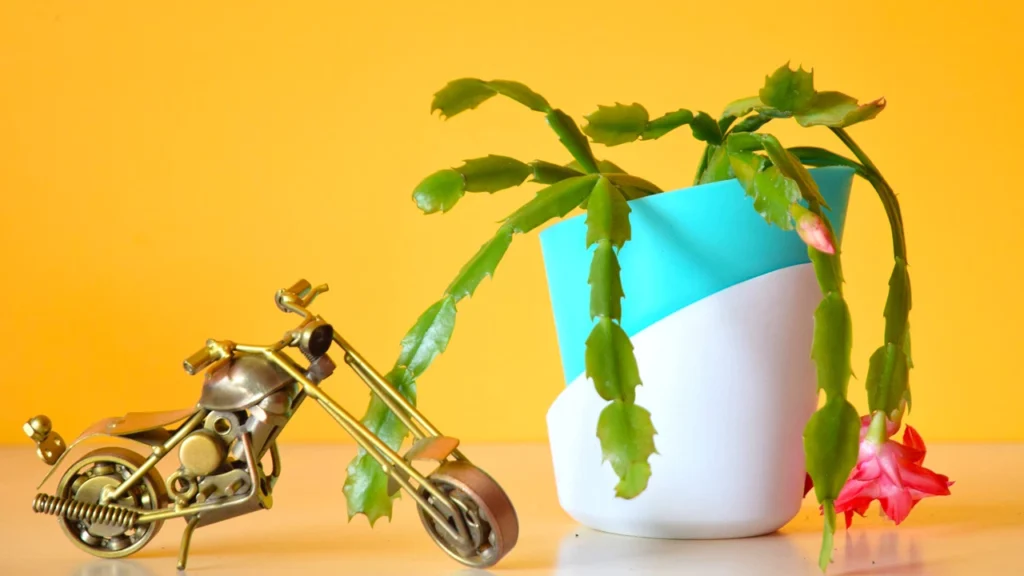 flor de maio em vaso autoirrigável