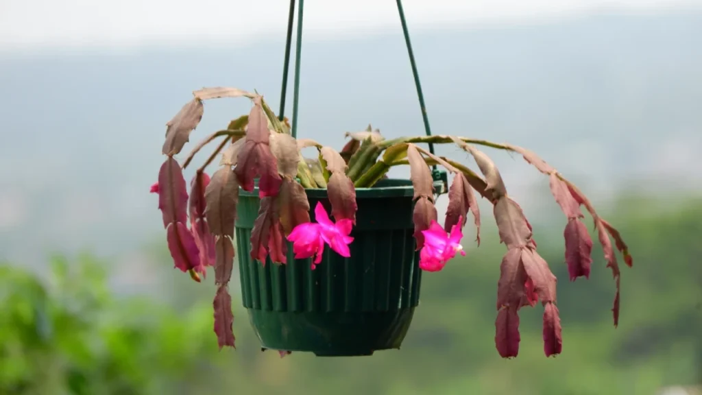 flor de maio em vaso suspenso