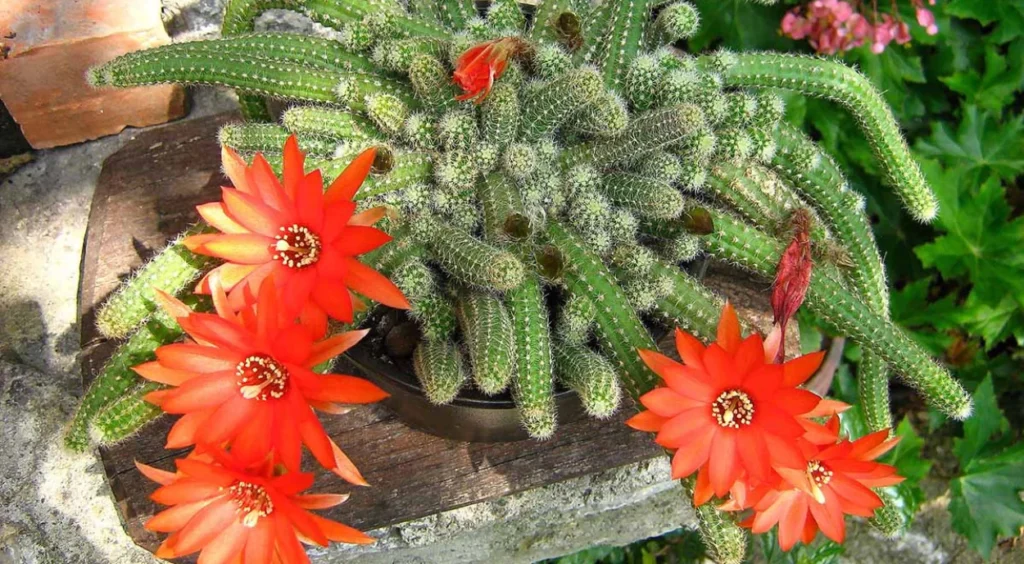 flores de Cacto Amendoim