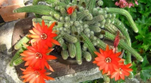 flores de Cacto Amendoim