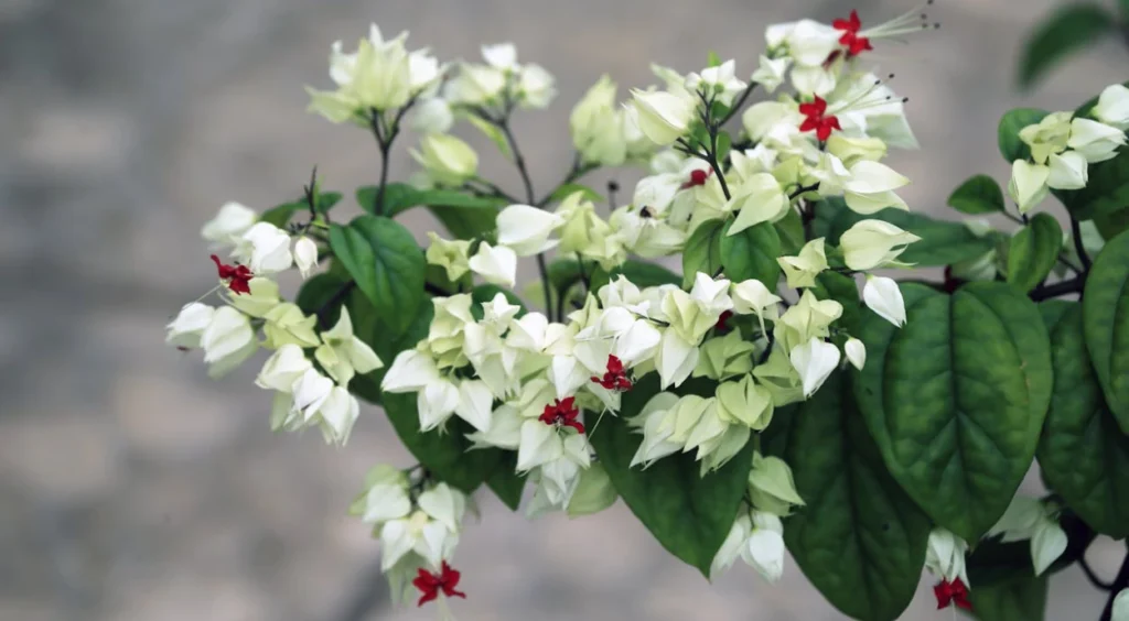 flores de Lágrima-de-Cristo