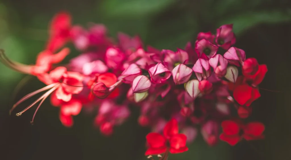 flores de Lágrima-de-Cristo rosa