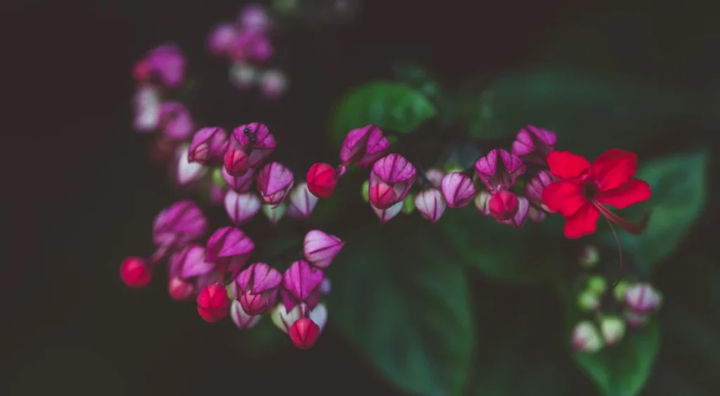 flores de Lágrima-de-Cristo roxa