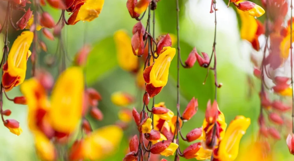 flores de Sapatinho-de-judia penduradas