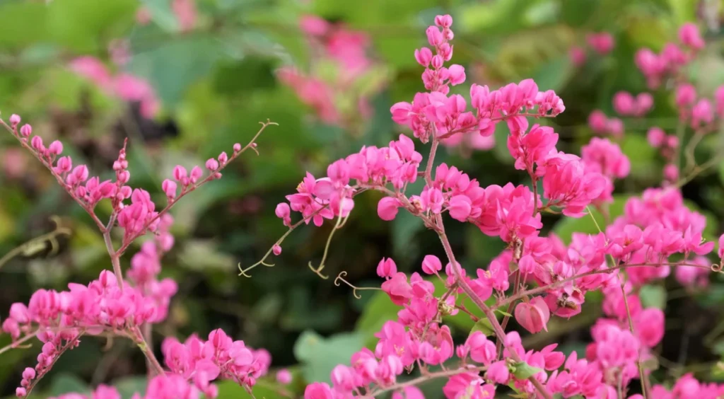 flores de amor agarradinho