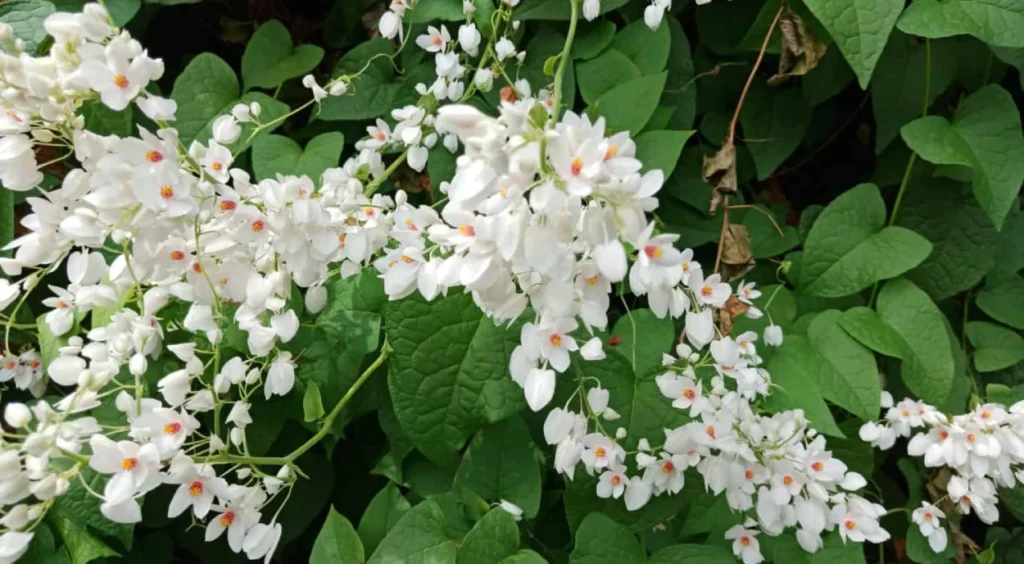 flores de amor agarradinho branco