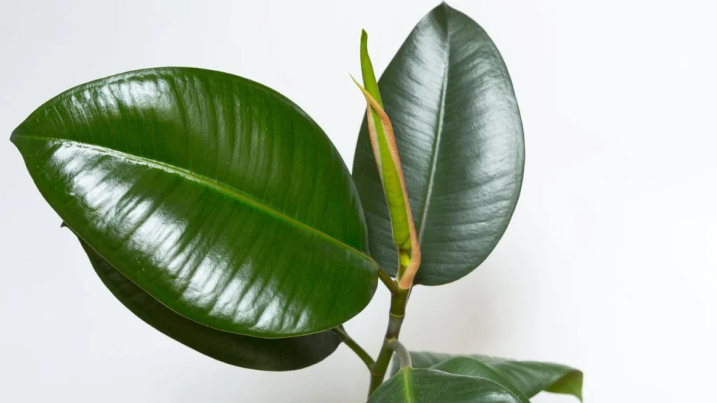 folhas de Ficus elastica robusta