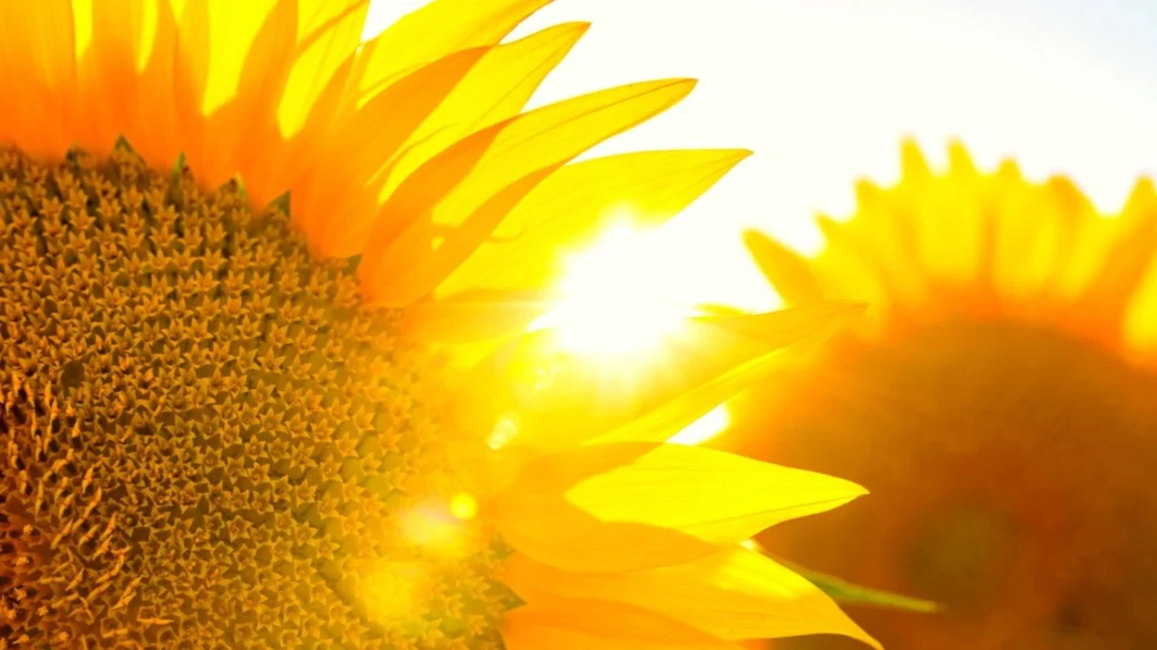 girassol com sol ao fundo