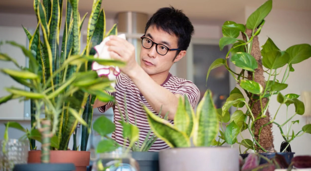 homem oriental limpando plantas ornamentais internas