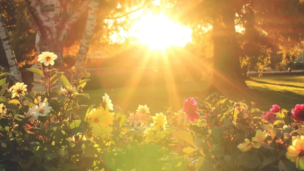 jardim com sol ao fundo
