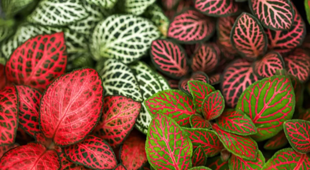 lindas Fittonias coloridas
