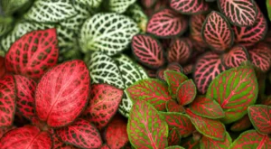 lindas Fittonias coloridas