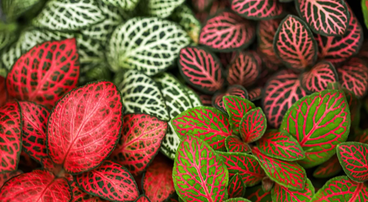 lindas Fittonias coloridas