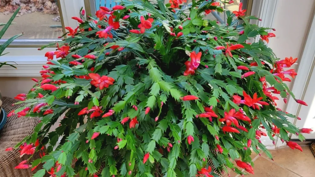 lindo cacto Flor-de-maio vermelho