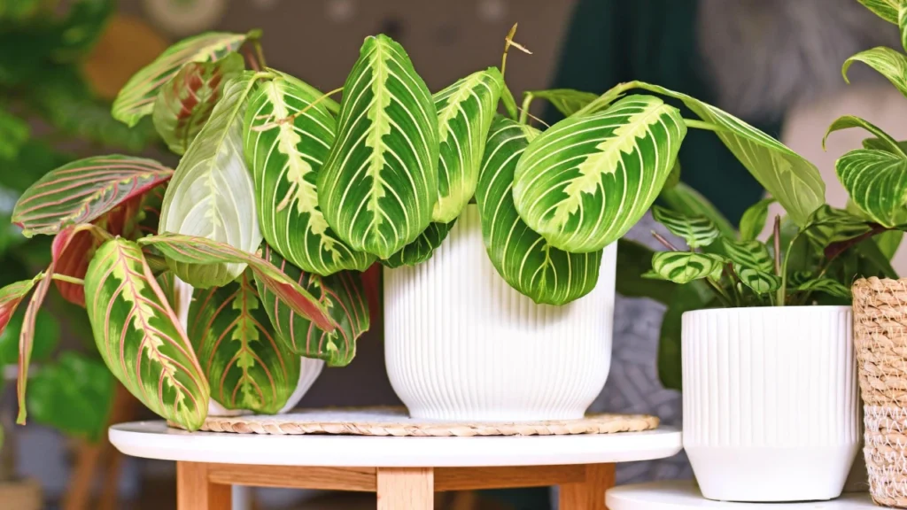 maranta em vaso branco