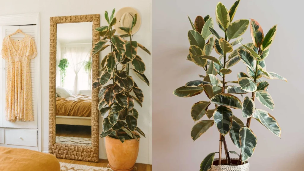 mosaico Ficus elastica tineke