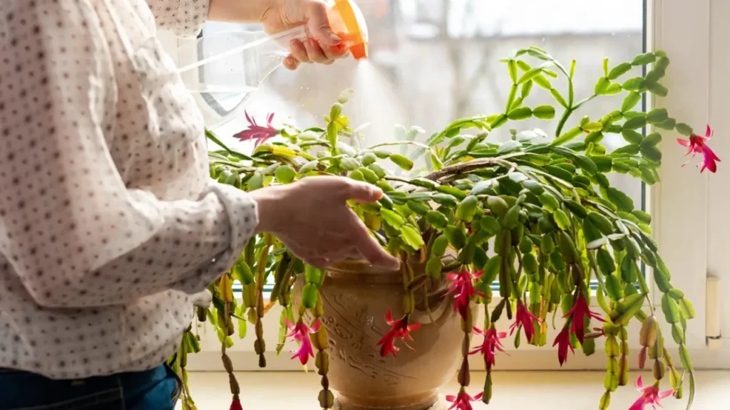 mulher regando Flor-de-maio ao lado da janela