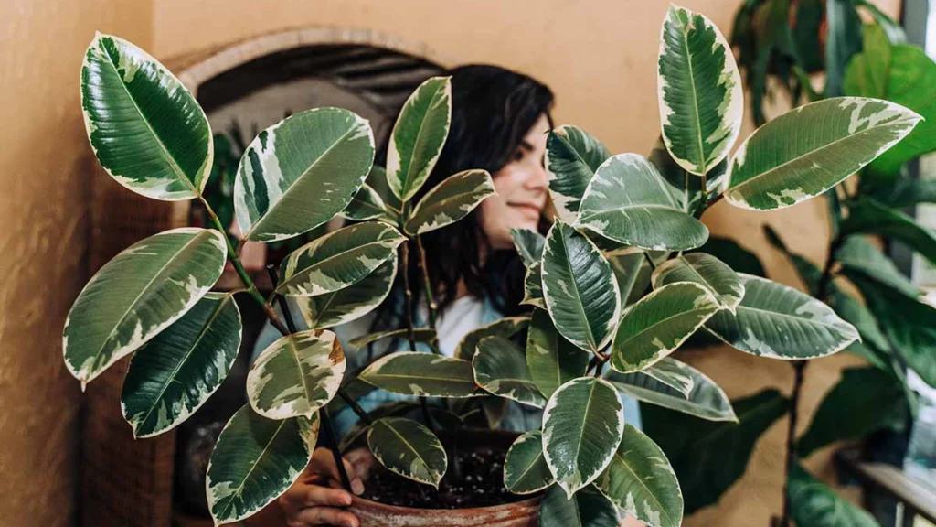 mulher segurando vaso com Ficus elastica tineke