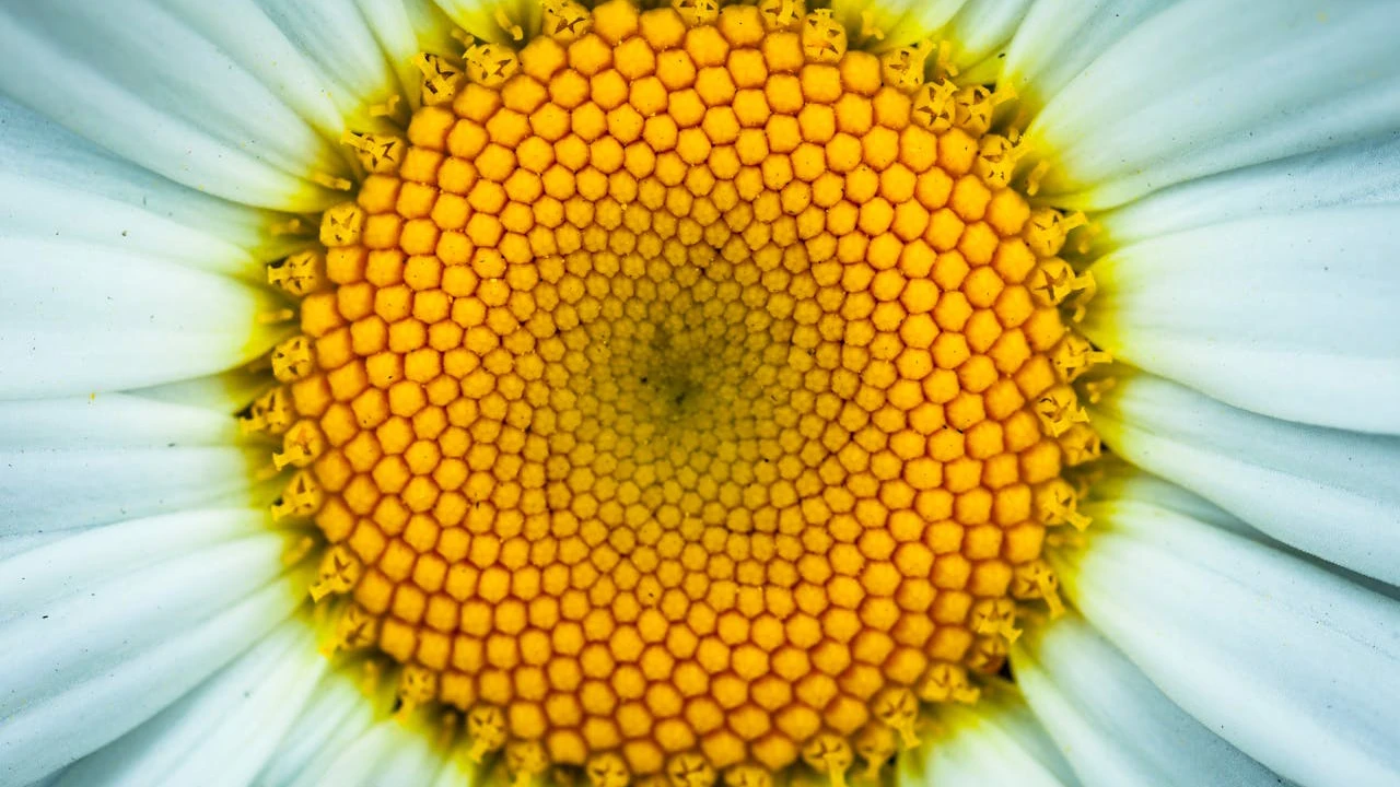 camolila