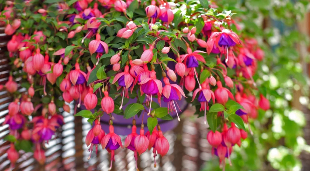planta Brinco-de-princesa
