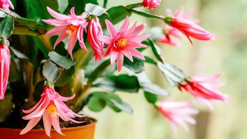 planta Flor-de-maio rosa