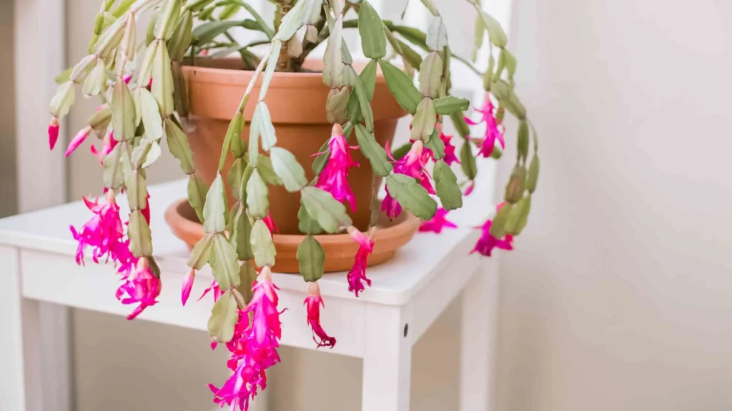 planta Flor-de-maio rosa sobre cadeira branca