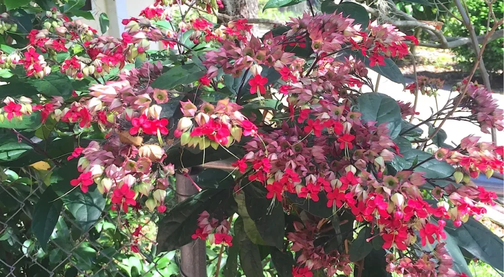 planta Lágrima-de-Cristo em cerca