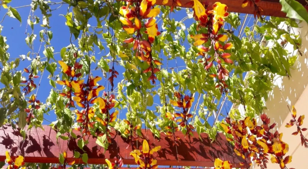 planta Sapatinho-de-judia