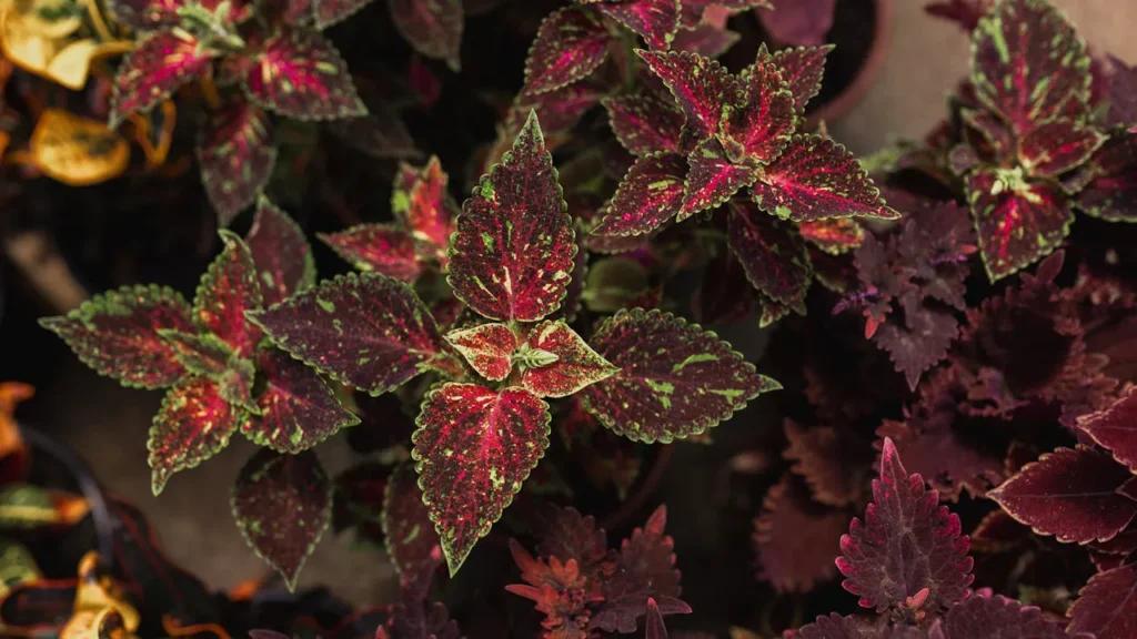 planta coleus scutellarioides roxa com a borda verde