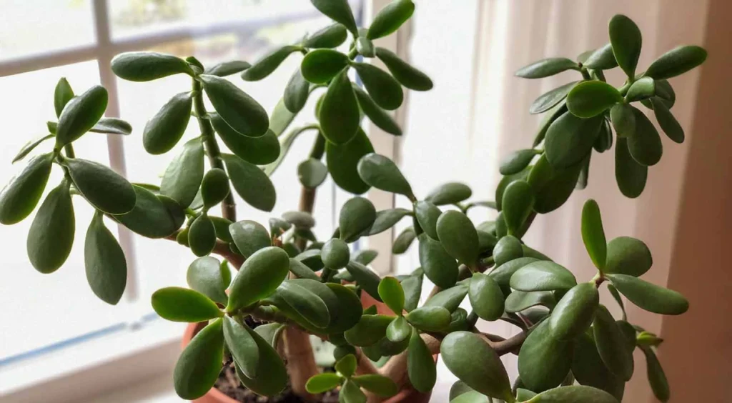 planta jade
