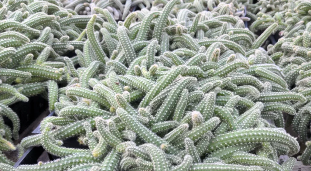 plantação de Cacto Amendoim