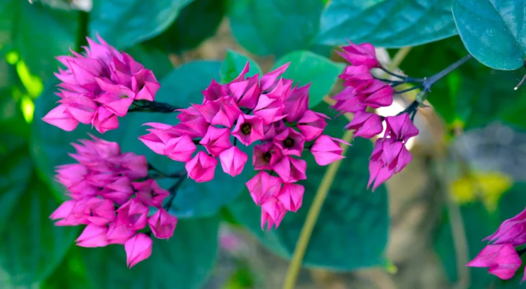 plantas Lágrima-de-Cristo rosa
