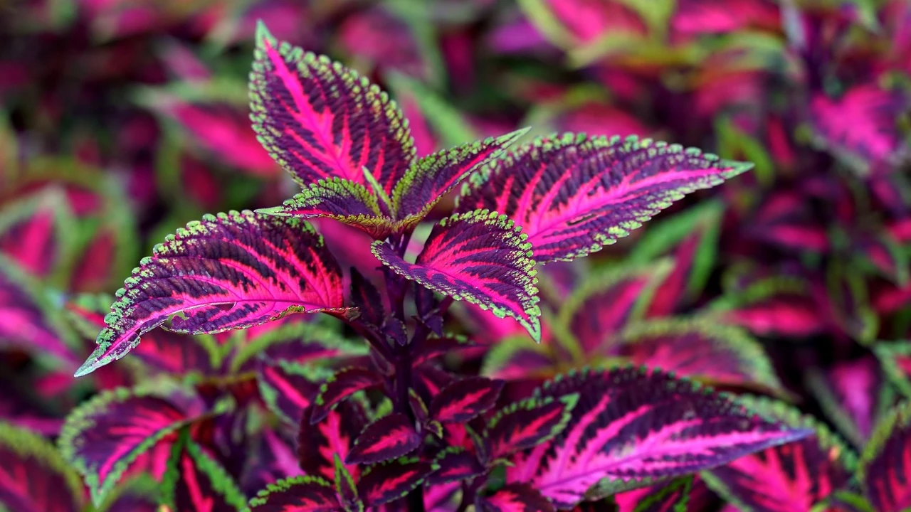 plantas coleus scutellarioides